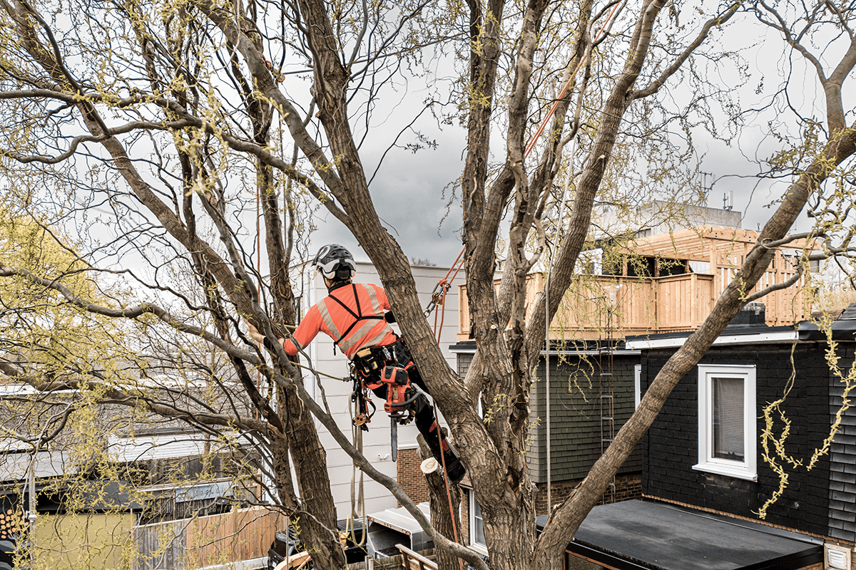 Welcome to Martins Tree Surgery