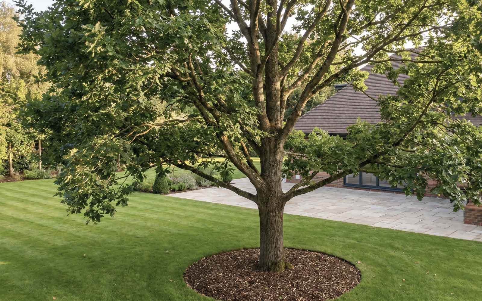 Martins Tree Surgery Work