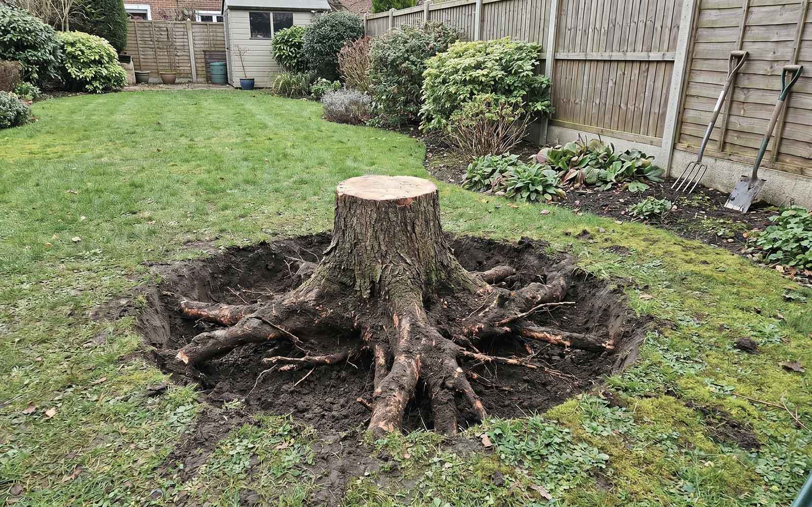 Martins Tree Surgery Work