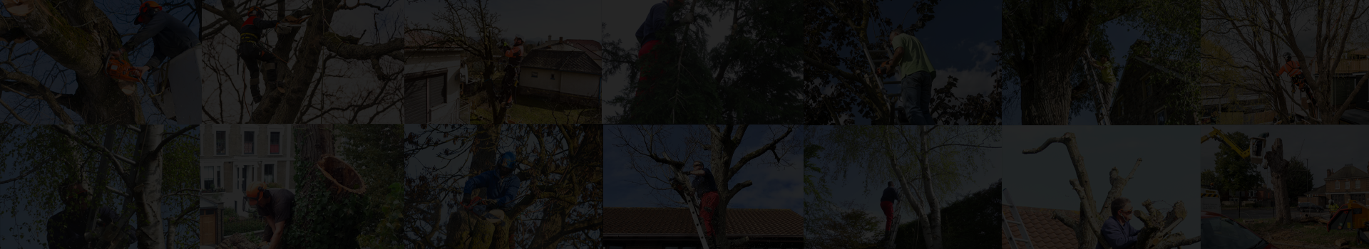 Martins Tree Surgery